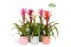 Guzmania mix Belize keramiek - Charming mix 