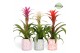 Guzmania mix Sevilla keramiek - Charming mix 