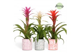 Guzmania mix Sevilla keramiek - Charming mix