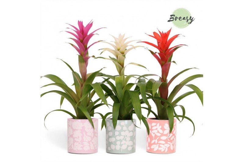 Guzmania mix Sevilla keramiek - Charming mix 