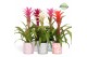 Guzmania mix Sevilla keramiek - Charming mix 