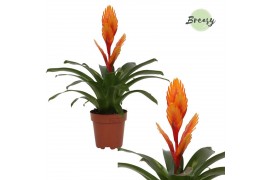 Vriesea intenso orange