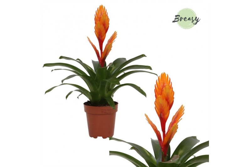 Vriesea intenso orange 