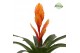Vriesea intenso orange 