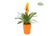 Vriesea intenso flame Florence keramiek - Oranje 