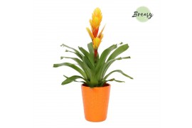 Vriesea intenso flame Florence keramiek - Oranje