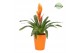 Vriesea intenso orange Florence keramiek - Oranje 