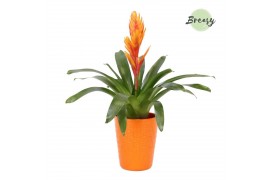 Vriesea intenso orange Florence keramiek - Oranje