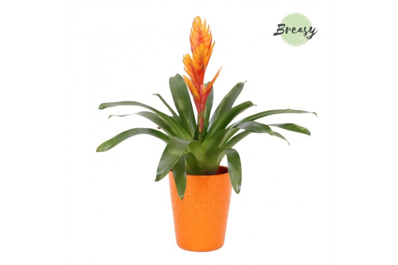 Vriesea intenso orange Florence keramiek - Oranje Vriesea intenso orange Florence keramiek - Oranje