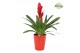Vriesea intenso red Florence keramiek - Rood 