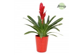 Vriesea intenso red Florence keramiek - Rood