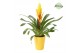 Vriesea intenso yellow Florence keramiek - Geel 