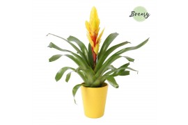 Vriesea intenso yellow Florence keramiek - Geel