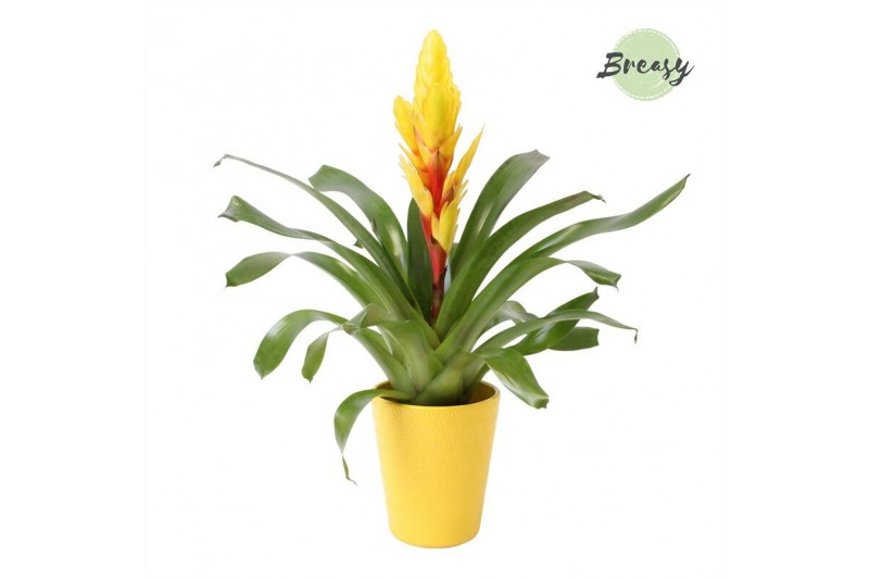 Vriesea intenso yellow Florence keramiek - Geel Vriesea intenso yellow Florence keramiek - Geel