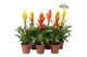 Vriesea mix Modern mix 