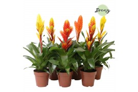 Vriesea mix Modern mix