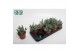 Cotyledon octopus Cotyledon Octopus 12 cm diameter 