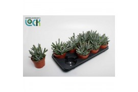 Cotyledon octopus Cotyledon Octopus 12 cm diameter