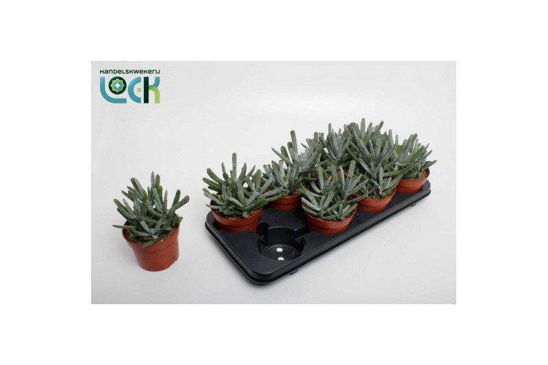 Cotyledon octopus Cotyledon Octopus 12 cm diameter 