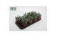 Cotyledon octopus Cotyledon Octopus 12 cm diameter 
