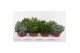 Crassula Crassula Mix 