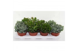Crassula Crassula Mix