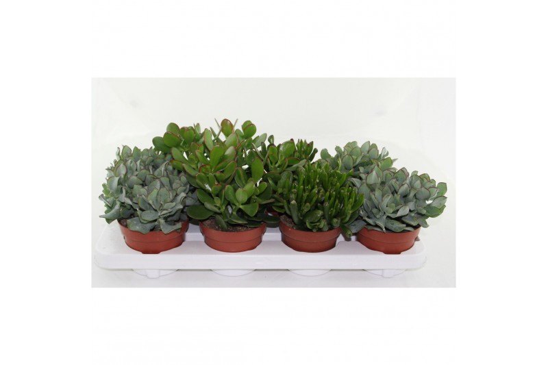 Crassula Crassula Mix 