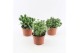 Crassula Crassula Mix 