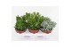 Crassula Crassula Mix 