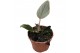 Philodendron Serpens 