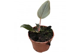 Philodendron Serpens