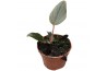 Philodendron Serpens