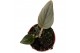 Philodendron Serpens 