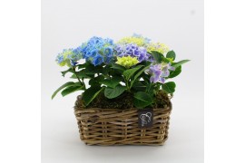 Arrangementen hydrangea KHCR-2503B Hydrangea creatie 2 pp