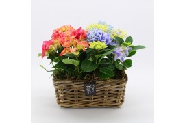 Arrangementen hydrangea KHCR-2503M Hydrangea creatie 2 pp