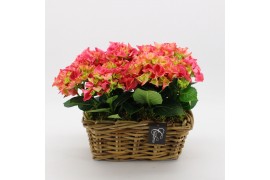 Arrangementen hydrangea KHCR-2503RZ Hydrangea creatie 2 pp