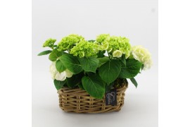 Arrangementen hydrangea KHCR-2503W Hydrangea creatie 2 pp