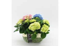 Arrangementen hydrangea KHCR-2511 Hydrangea creatie 3 pp