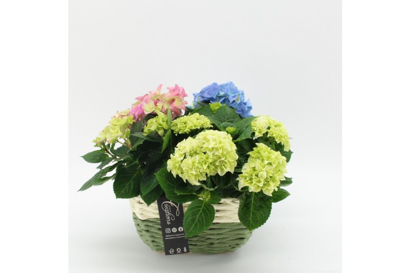 Arrangementen hydrangea KHCR-2511 Hydrangea creatie 3 pp Arrangementen hydrangea KHCR-2511 Hydrangea creatie 3 pp