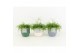 Rhipsalis in expression keramiek 