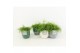 Rhipsalis in expression keramiek 