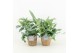 Phlebodium blue star in basket 