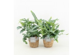 Phlebodium blue star in basket