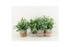 Phlebodium blue star in basket 