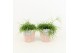 Rhipsalis in terracotta 