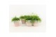 Rhipsalis in terracotta 