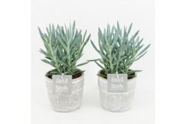 Curio ficoides mount everest in stone look pot