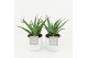 Aloe arborescens in whitewash pot 