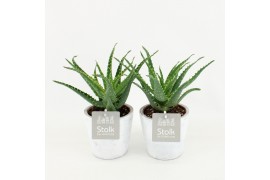 Aloe arborescens in whitewash pot