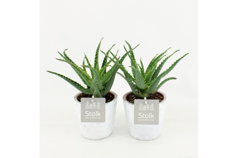 Aloe arborescens in whitewash pot 